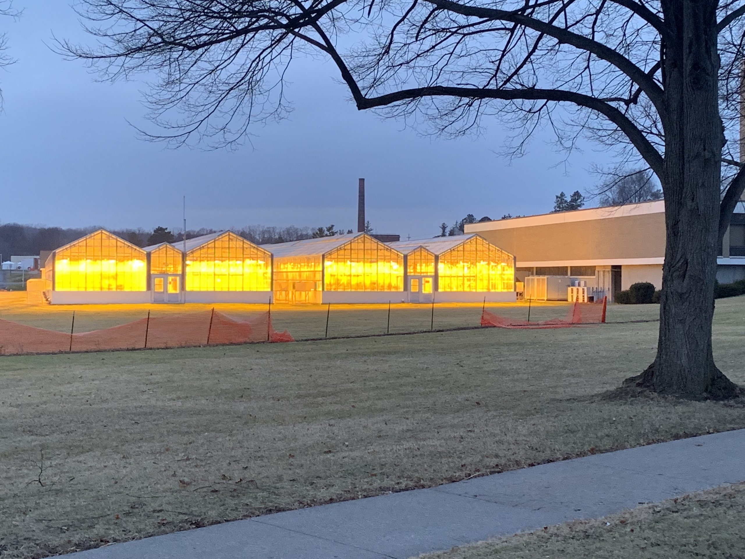 Greenhouses glowing with yellow light at dusk, with a large building and bare tree in the foreground.
