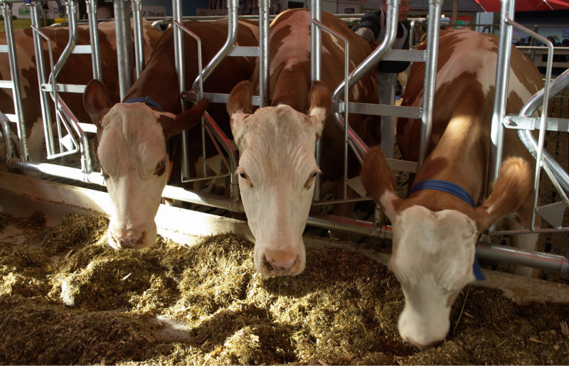 Three brown and white cows with white faces eating hay from a trough in a barn.