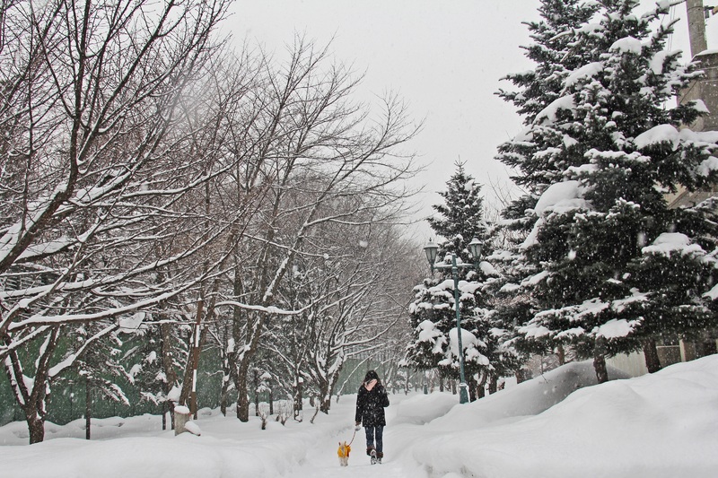 Woman walks a small dog on a snow-covered path lined with trees during a snowfall.