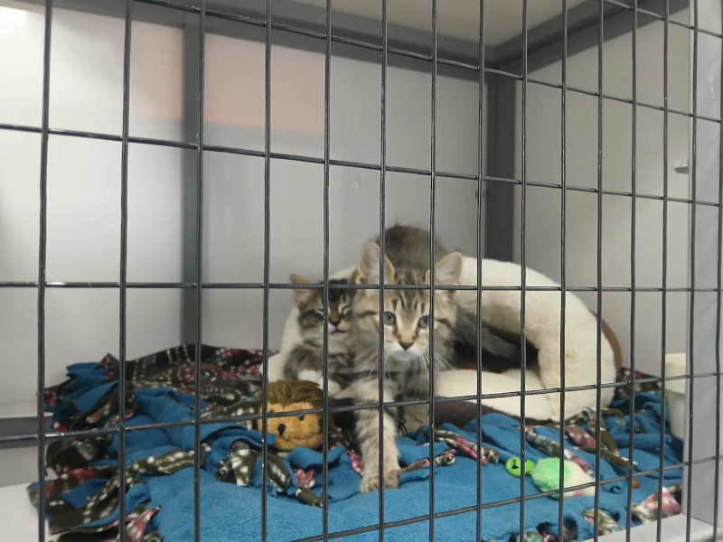 Three kittens, two tabby and one white, sit on a blue blanket with toys inside a cage.