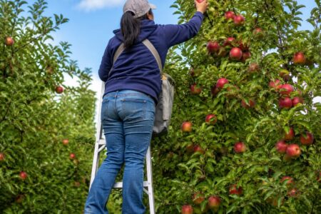 A farmworker on a ladder picks red apples from a tree in an orchard under a blue sky.