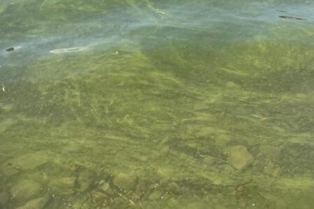 Green, murky water with visible algae bloom, indicative of a harmful algal bloom (HAB).