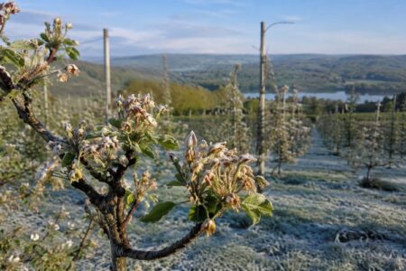 Close-up of frost-damaged fruit tree blossoms in a Finger Lakes orchard with a lake in the background.