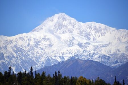 Snow-capped Mount McKinley (Denali) rises majestically under a clear blue sky, with evergreen trees in the foreground.