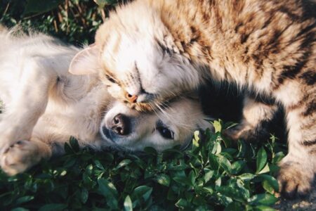 A tabby cat lies affectionately on a light-colored dog, both resting peacefully in green foliage.
