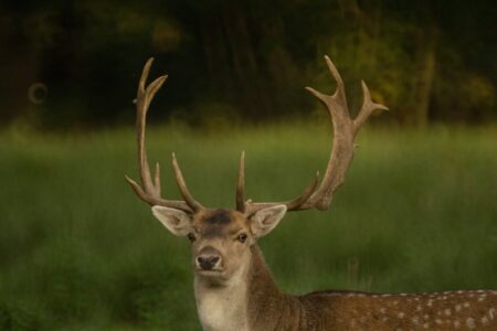A large buck deer with impressive antlers stands in a green field.