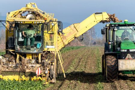 A large yellow harvesting machine transfers root vegetables into a green tractor's trailer in a field.
