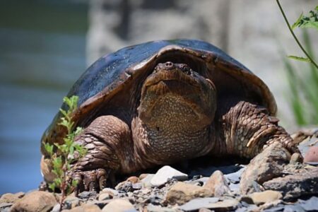 A large snapping turtle rests on a rocky shore near water, looking forward.