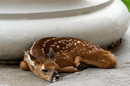 A young fawn with white spots rests on concrete next to a white column base at the Canandaigua Courthouse.