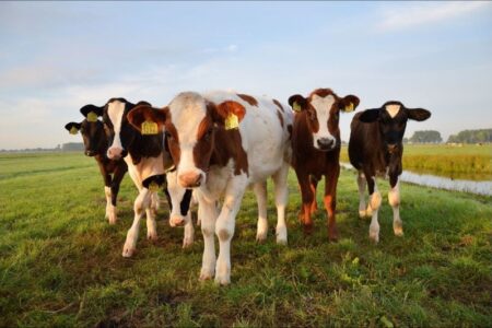 Five young cattle with ear tags stand in a sunny, grassy field.