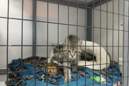 Several kittens, including a tabby and a white one, in a cage with blankets and toys at an animal shelter.