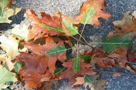Oak leaves showing signs of wilting and discoloration, indicative of oak wilt disease, lie on a dark surface.