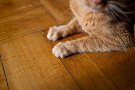 An orange cat's paws resting on a hardwood floor, partially illuminated by sunlight.