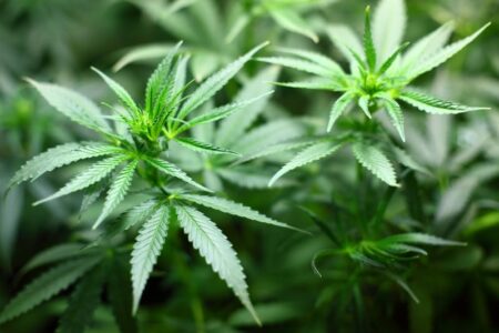 Close-up of vibrant green cannabis plants with developing buds.