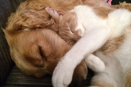 A golden dog and a white and orange cat are sleeping cuddled together.