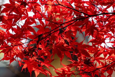 Close-up of brilliant red maple leaves on branches, backlit by sunlight, showing vibrant autumn color.