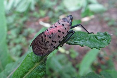 A spotted lanternfly with pinkish-red wings and black spots rests on a green leaf.