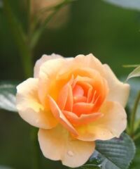 R. Elizabeth "Betty" Gregory